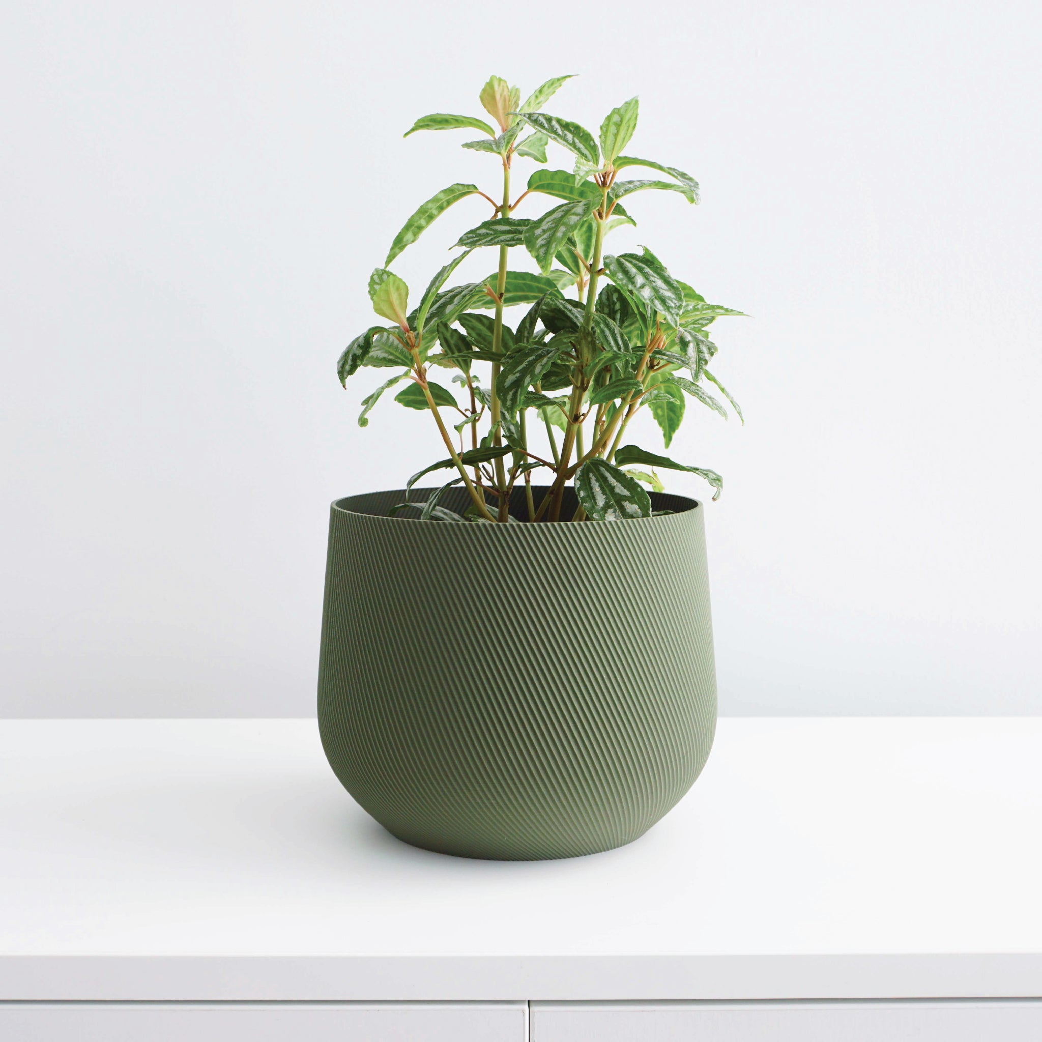 Juniper Planter