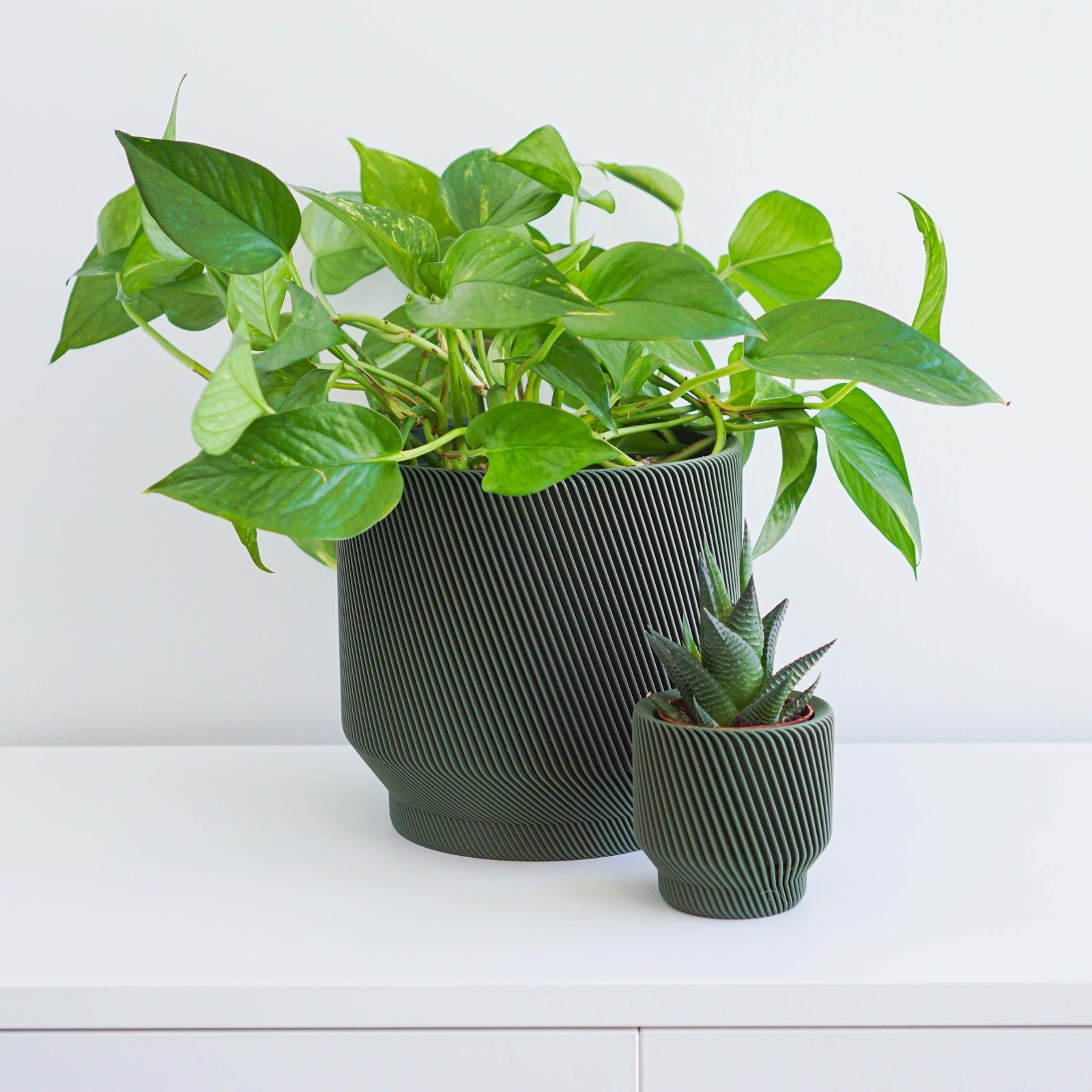 Spruce Planter
