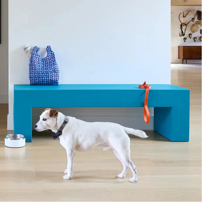 Dog standing next to a blue pet bed in a room with a person walking by