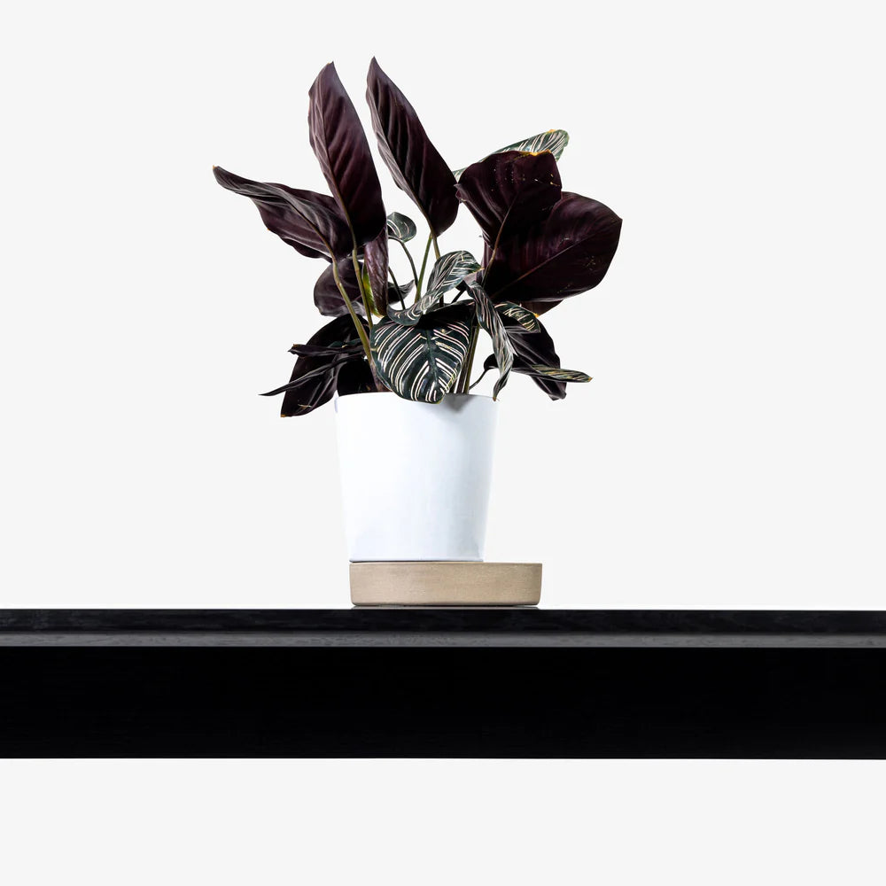 Sip Plant Pot