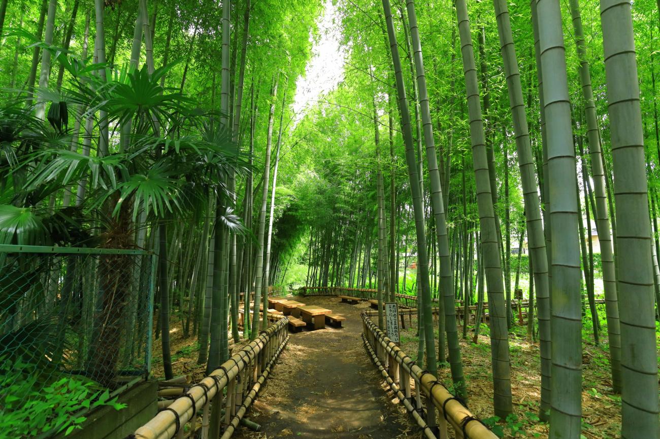 Lush bamboo forest with towering green stalks creating a serene pathway, bordered by rustic wooden railings and dotted with natural seating areas, showcasing the beauty and sustainability of bamboo as a renewable resource.