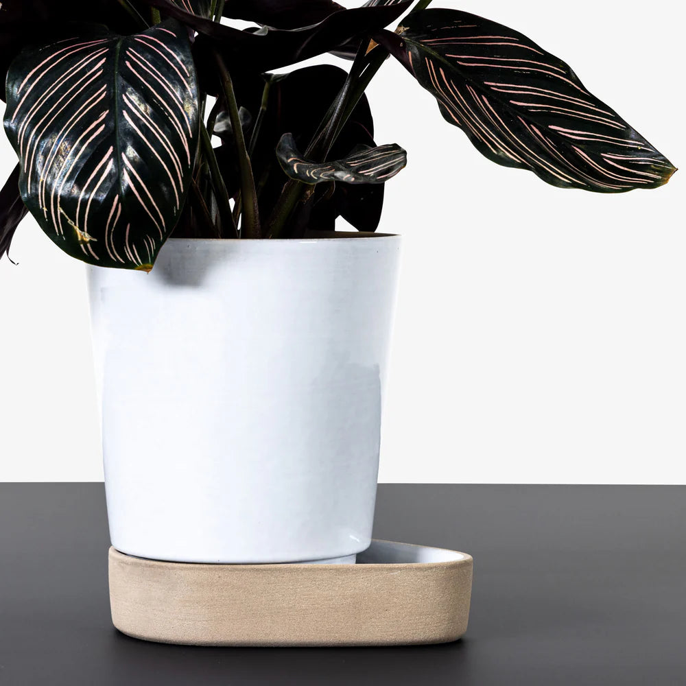 Sip Plant Pot